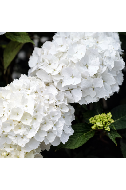 Гортензія Мадам Еміль Мульє